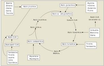 1. Irudia: Aminoazioden degradazioaren produktuak gluzidoen katabolismora nola txertatzen diren erakusten duen eskema.<br>